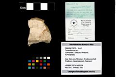 Foto (Objekt + Etikett) von Culmenformosa sp.  (NHMW-GEO-1990-0041-3273)